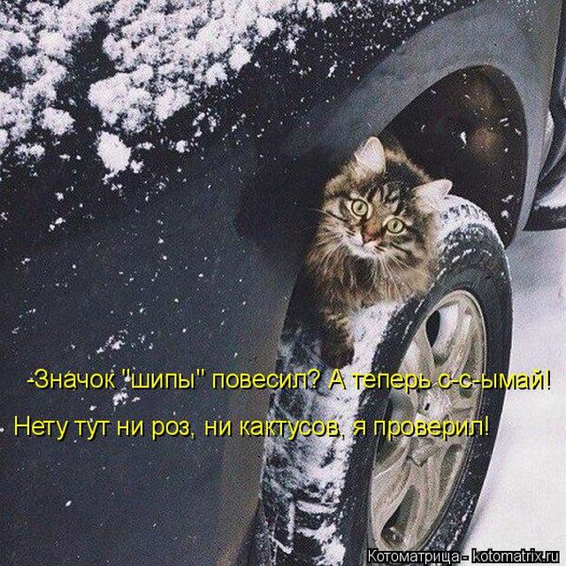 Лучшие котоматрицы недели