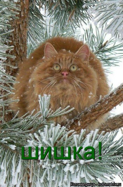 Лучшие котоматрицы недели