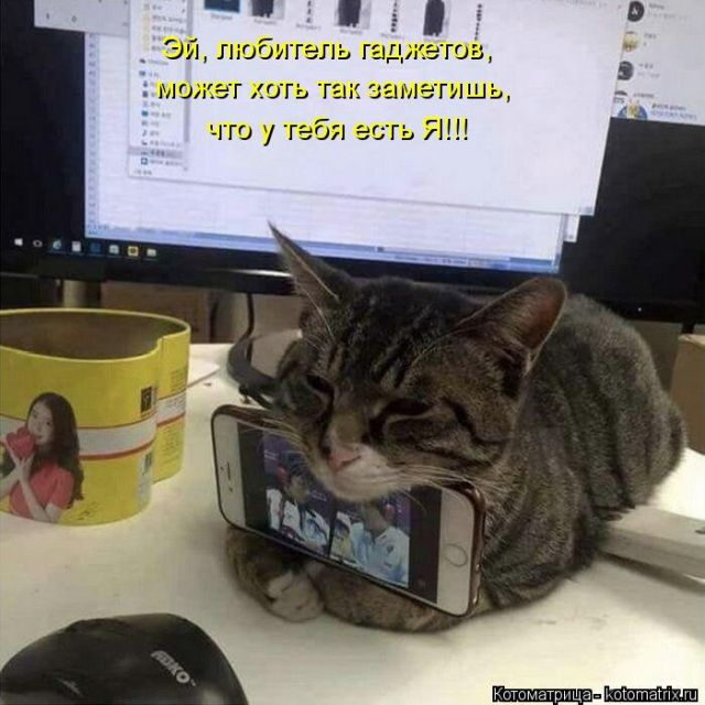 Лучшие котоматрицы недели