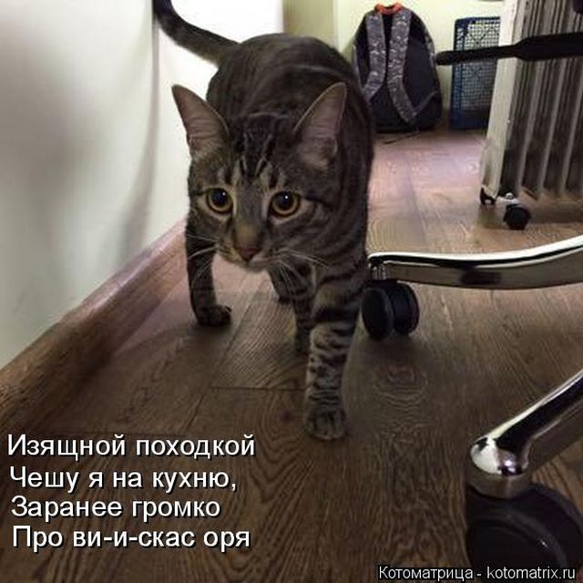 Лучшие котоматрицы недели