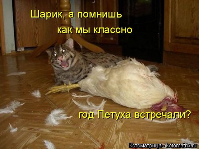 Лучшие котоматрицы недели