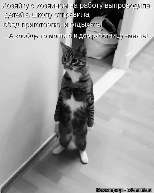Лучшие котоматрицы недели