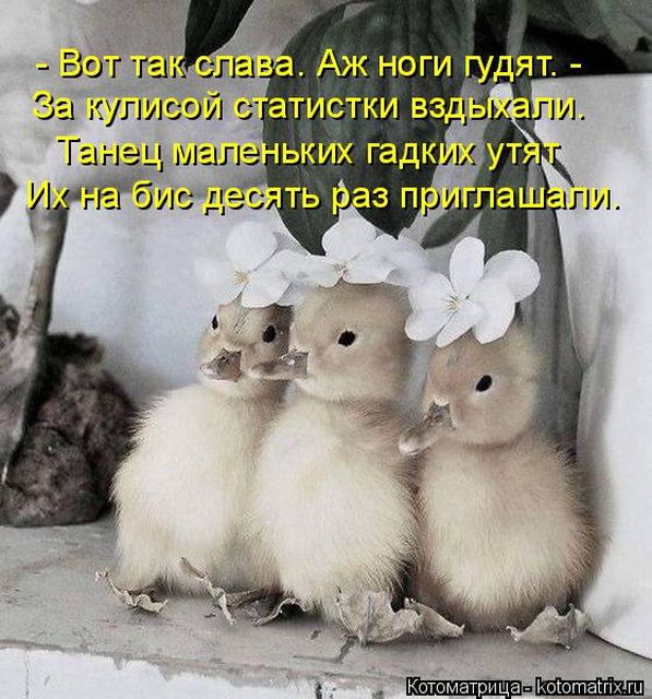 Лучшие котоматрицы недели