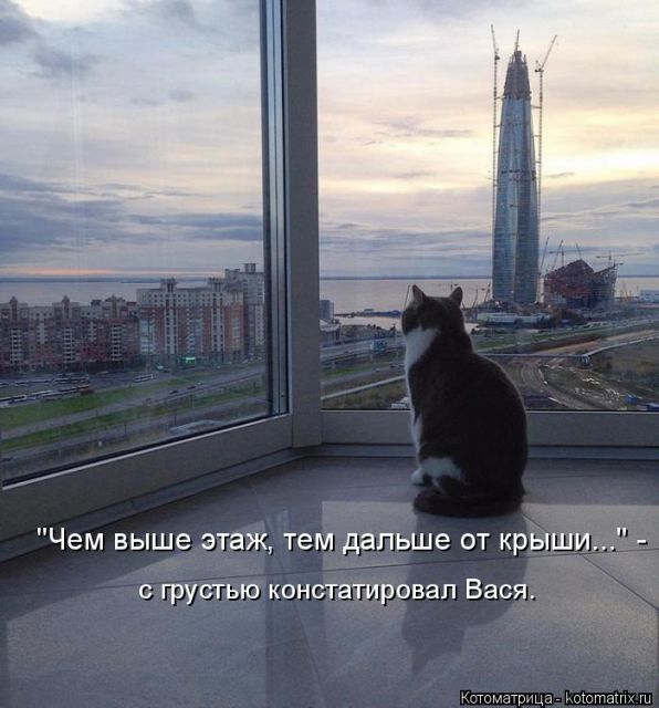Лучшие котоматрицы недели