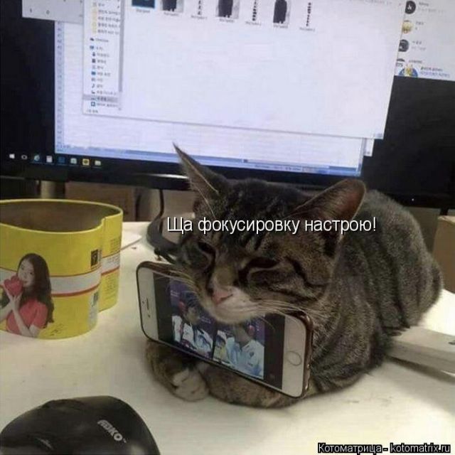 Лучшие котоматрицы недели