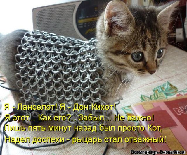 Лучшие котоматрицы недели