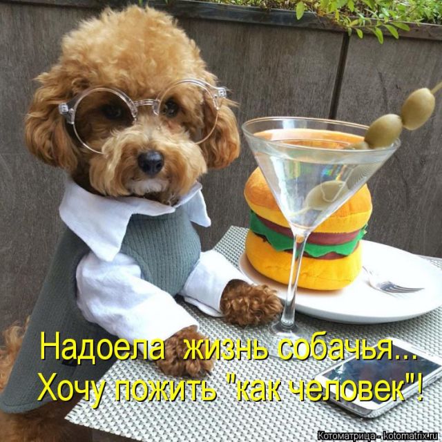 Лучшие котоматрицы недели