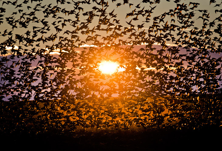 Стая скворцов и танцы в небе