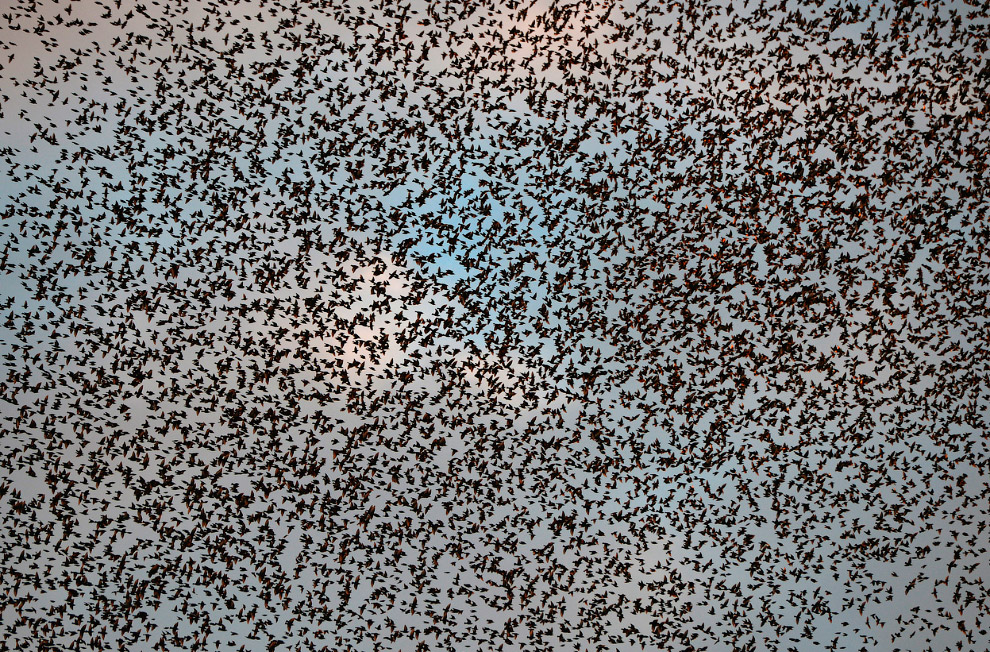 Стая скворцов и танцы в небе