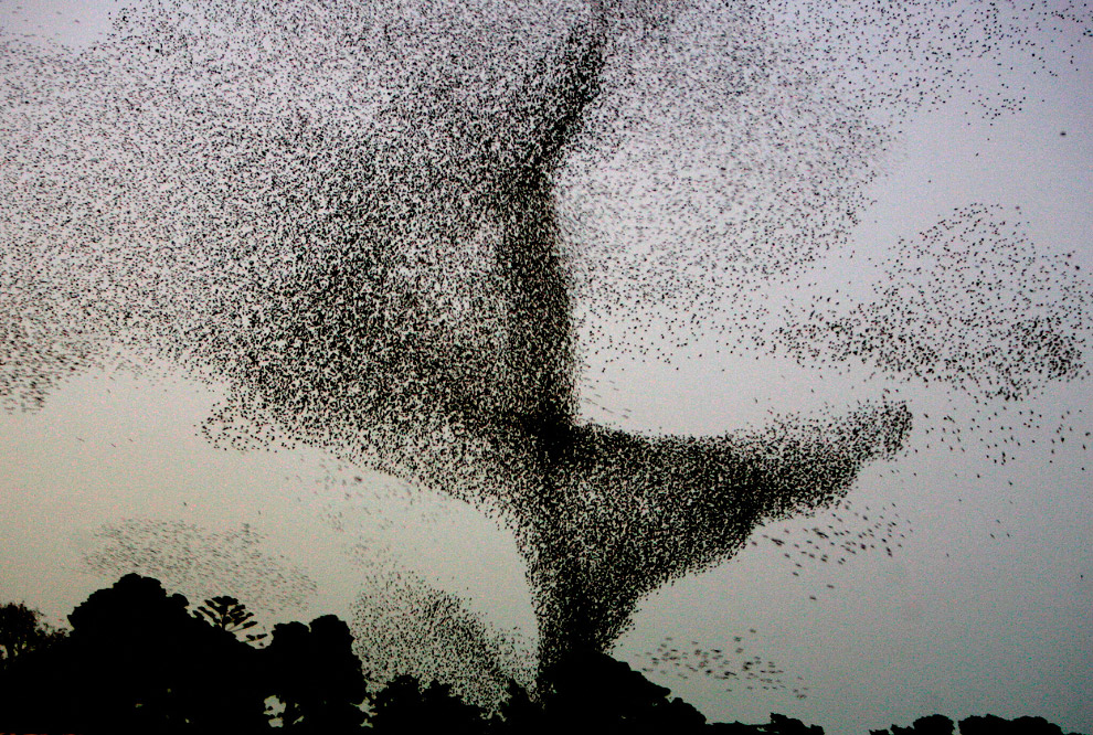 Стая скворцов и танцы в небе