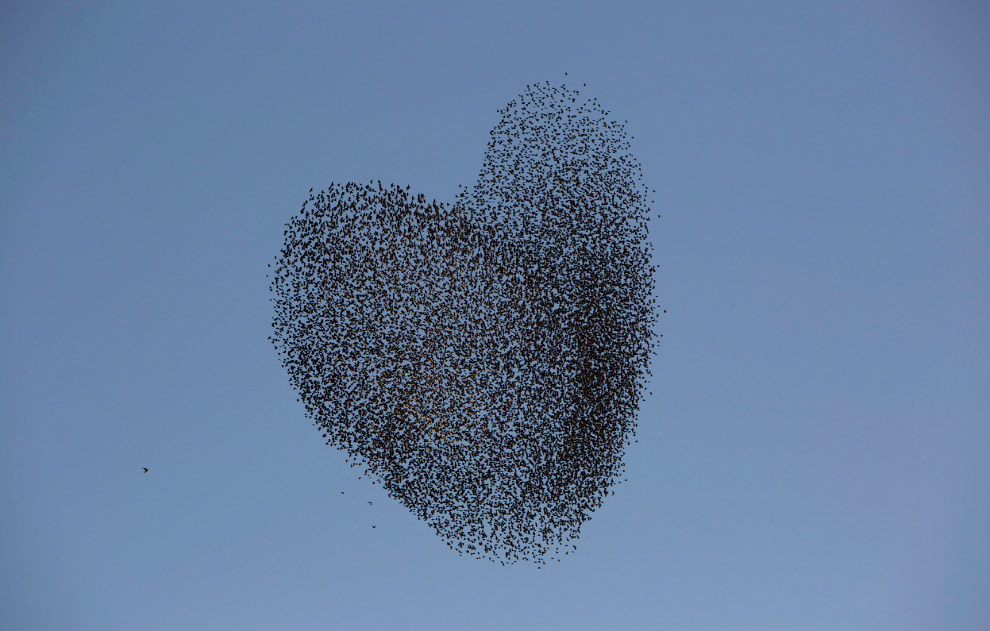 Стая скворцов и танцы в небе