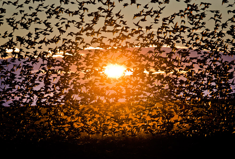 Стая скворцов и танцы в небе