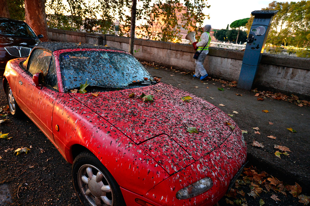 Стая скворцов и танцы в небе