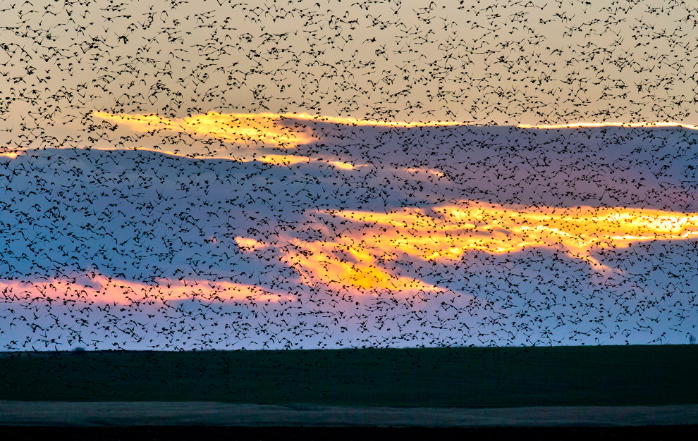 Стая скворцов и танцы в небе