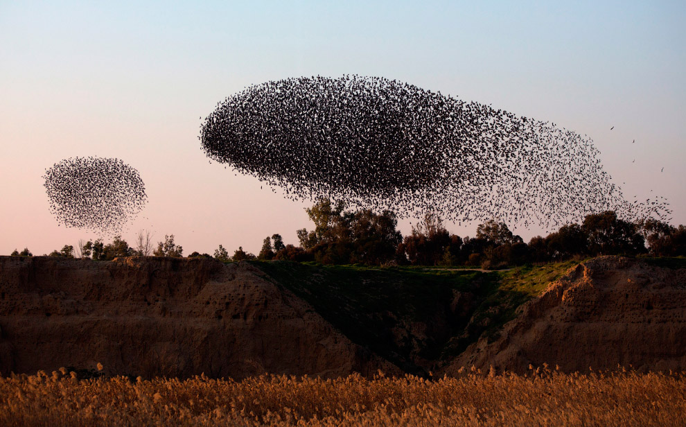 Стая скворцов и танцы в небе