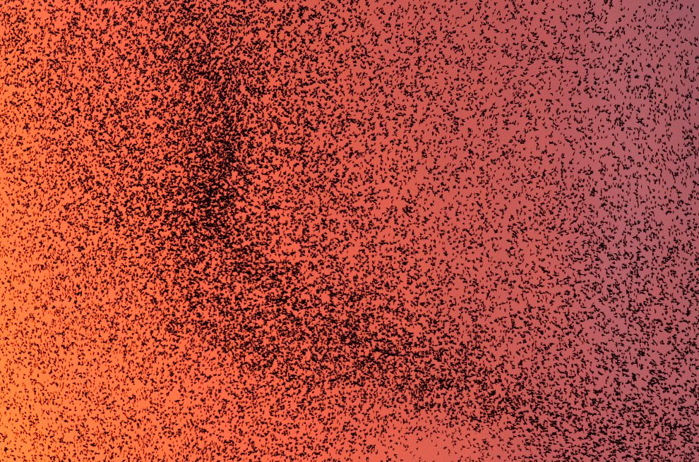 Стая скворцов и танцы в небе