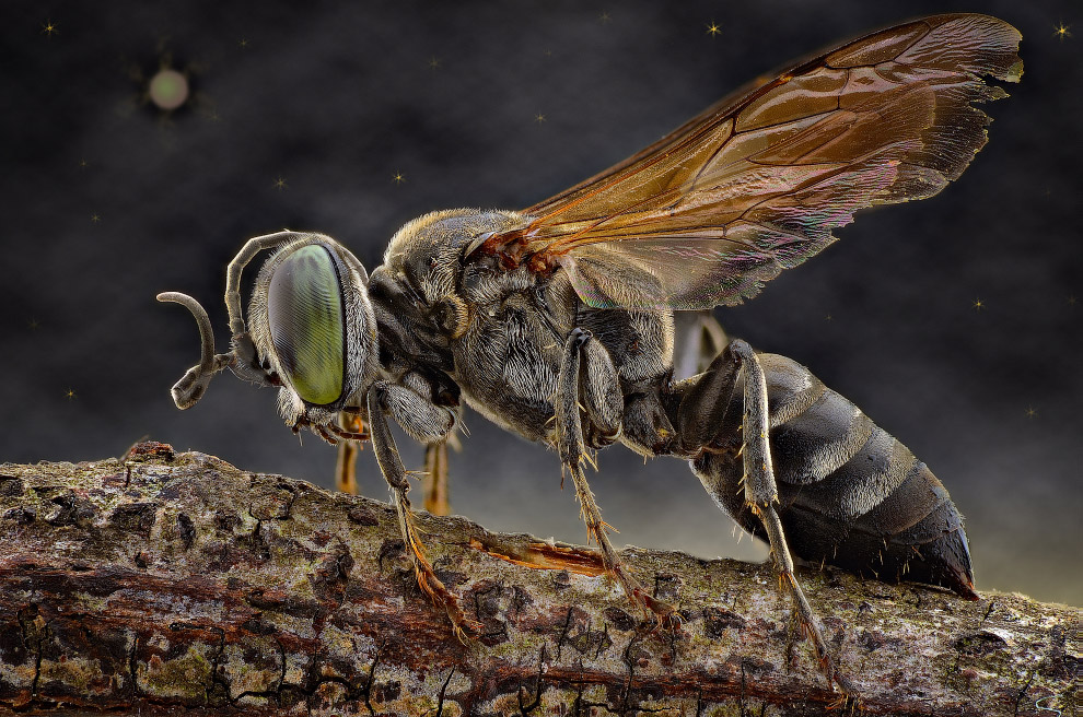 Макромир насекомых