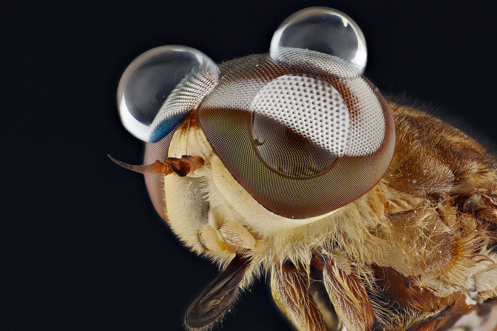 Макромир насекомых