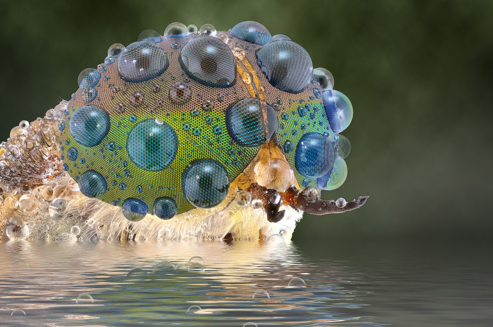 Макромир насекомых