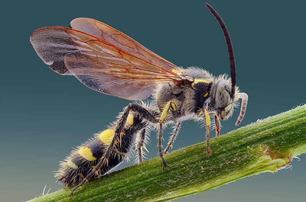 Макромир насекомых