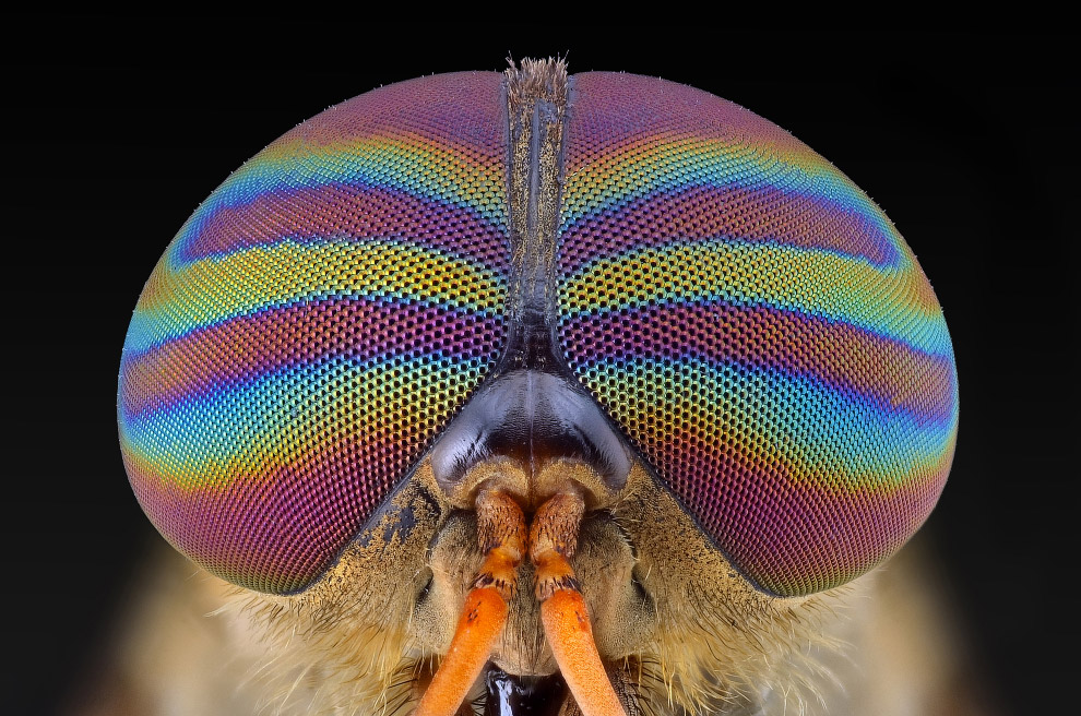 Макромир насекомых