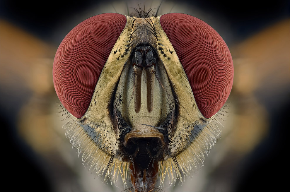 Макромир насекомых