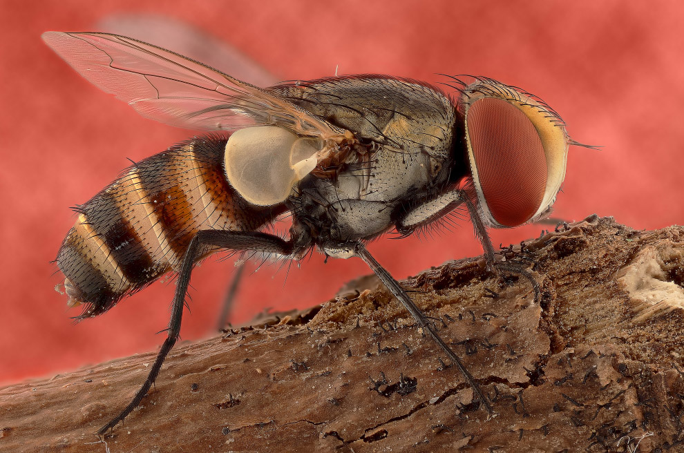 Макромир насекомых