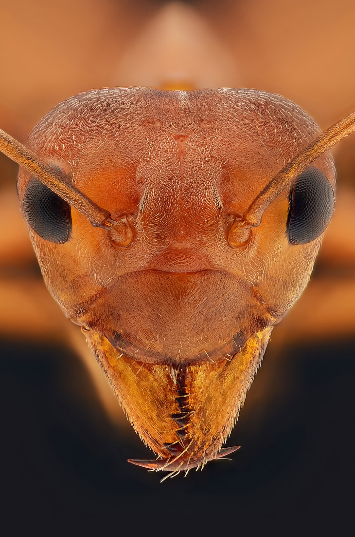 Макромир насекомых