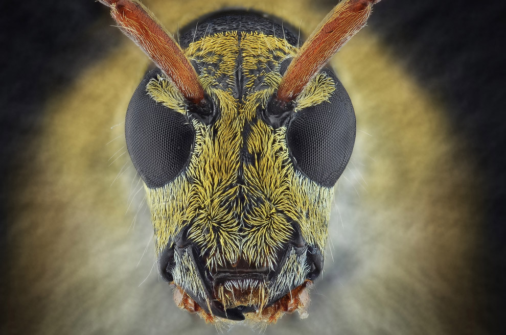 Макромир насекомых