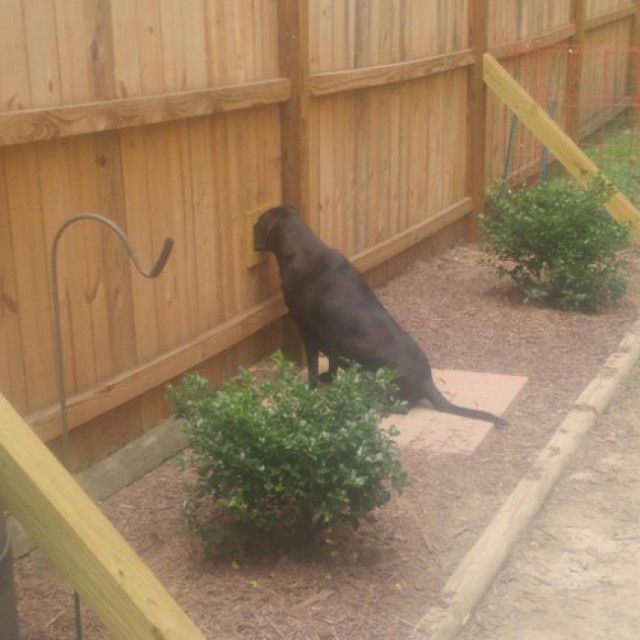 В нашем доме поселился замечательный сосед