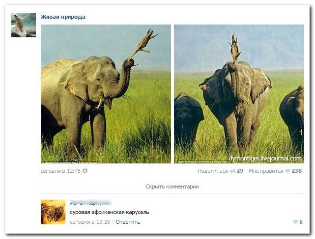 Смешные комментарии из социальных сетей