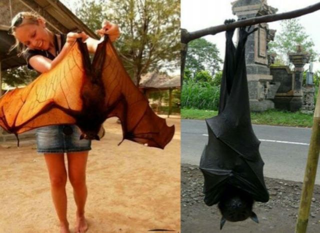 Странные и необычные фото с австралийских просторов