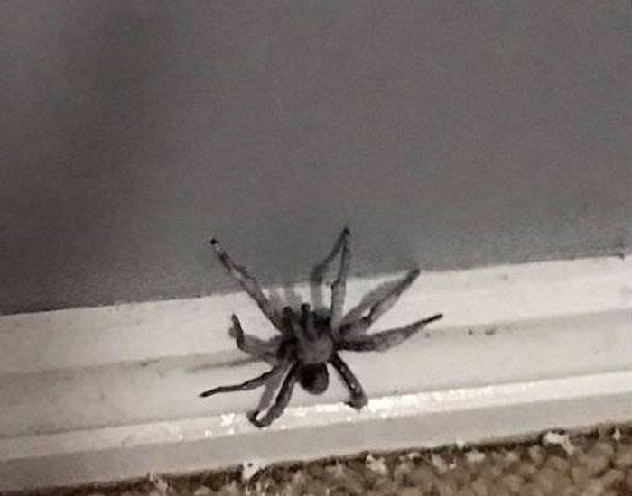 Странные и необычные фото с австралийских просторов