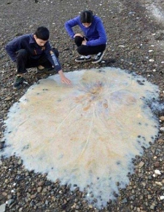 Странные и необычные фото с австралийских просторов