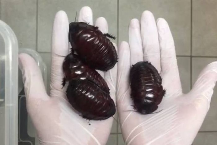 Странные и необычные фото с австралийских просторов