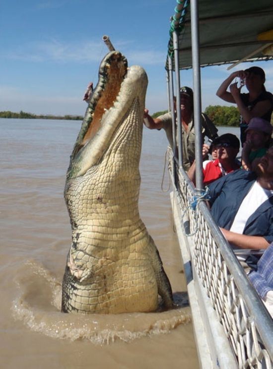 Странные и необычные фото с австралийских просторов