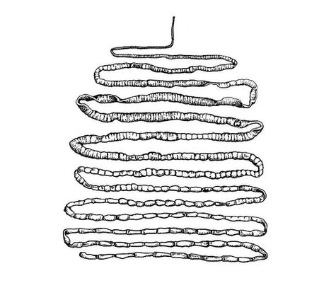 7 жертв, на которые шли женщины прошлого ради красоты
