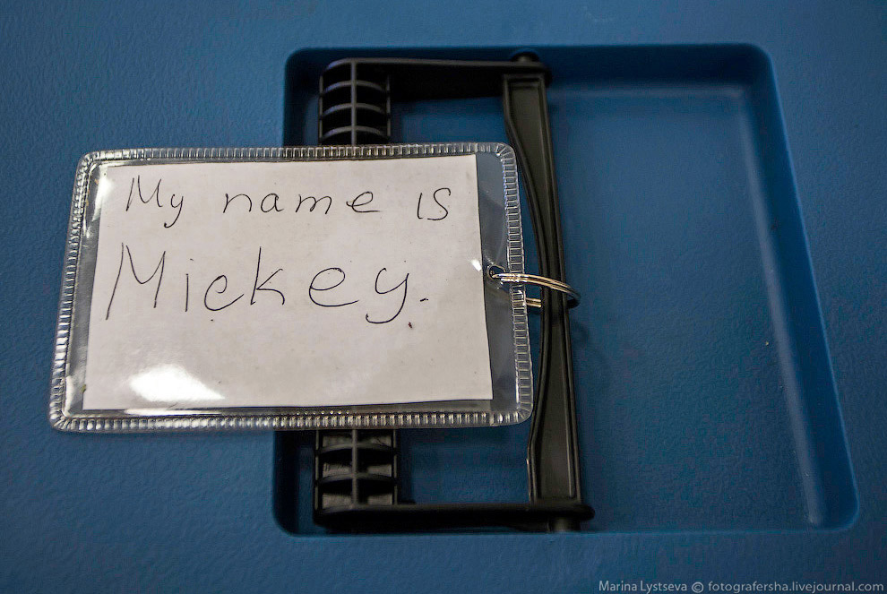 Познавательно: перевозка животных в самолете