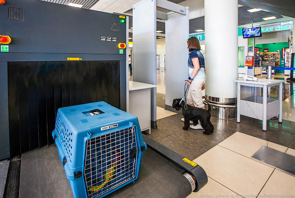 Познавательно: перевозка животных в самолете