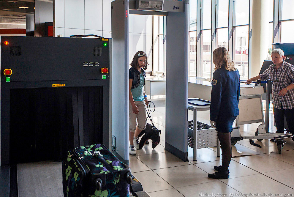 Познавательно: перевозка животных в самолете