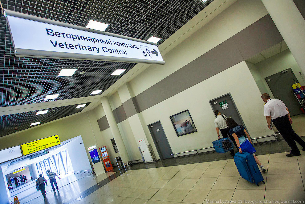 Познавательно: перевозка животных в самолете