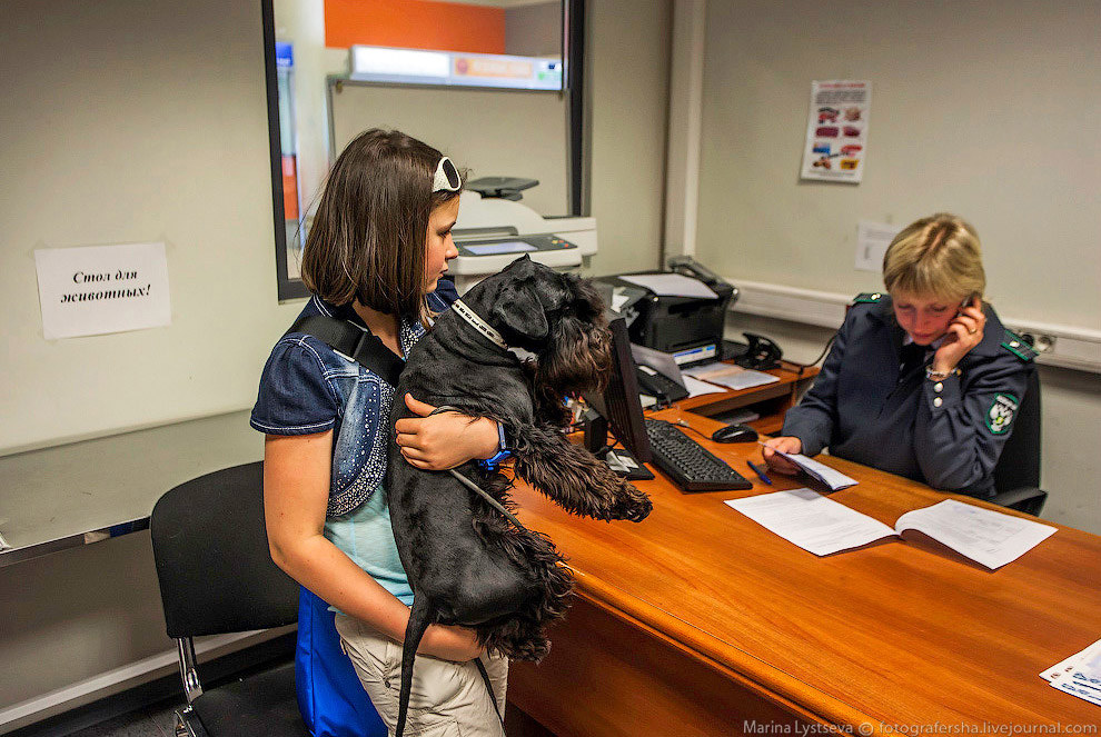 Познавательно: перевозка животных в самолете