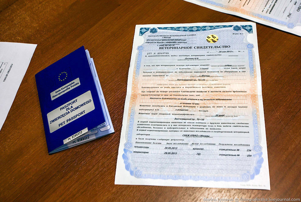 Познавательно: перевозка животных в самолете