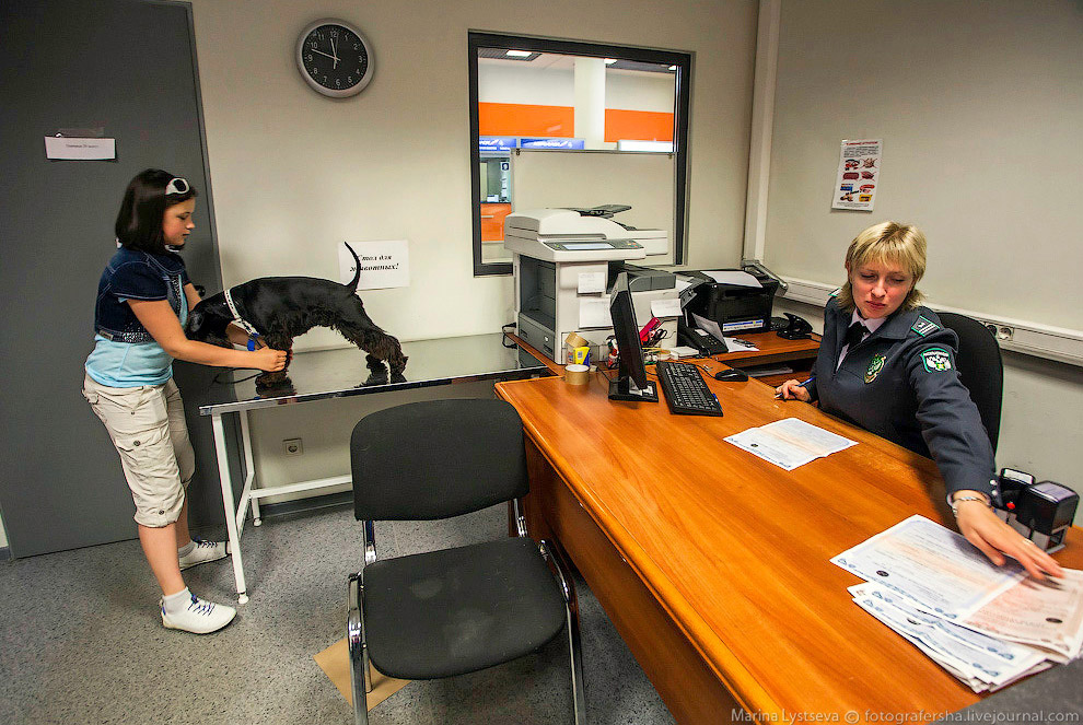 Познавательно: перевозка животных в самолете