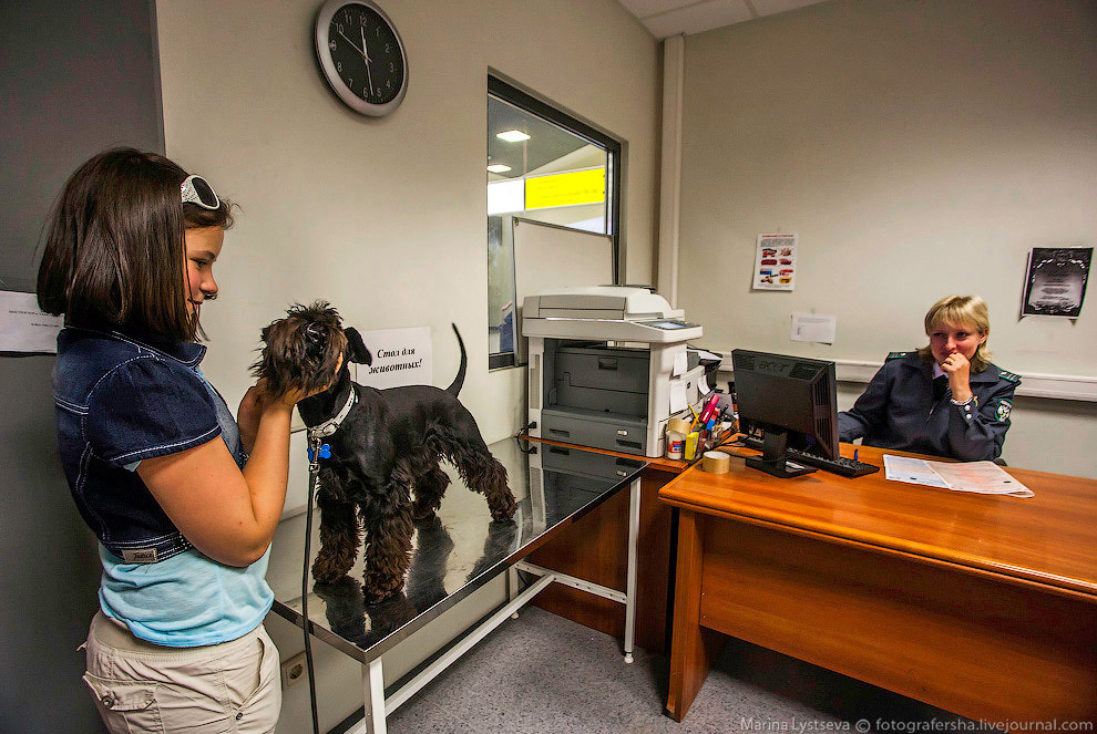 Познавательно: перевозка животных в самолете