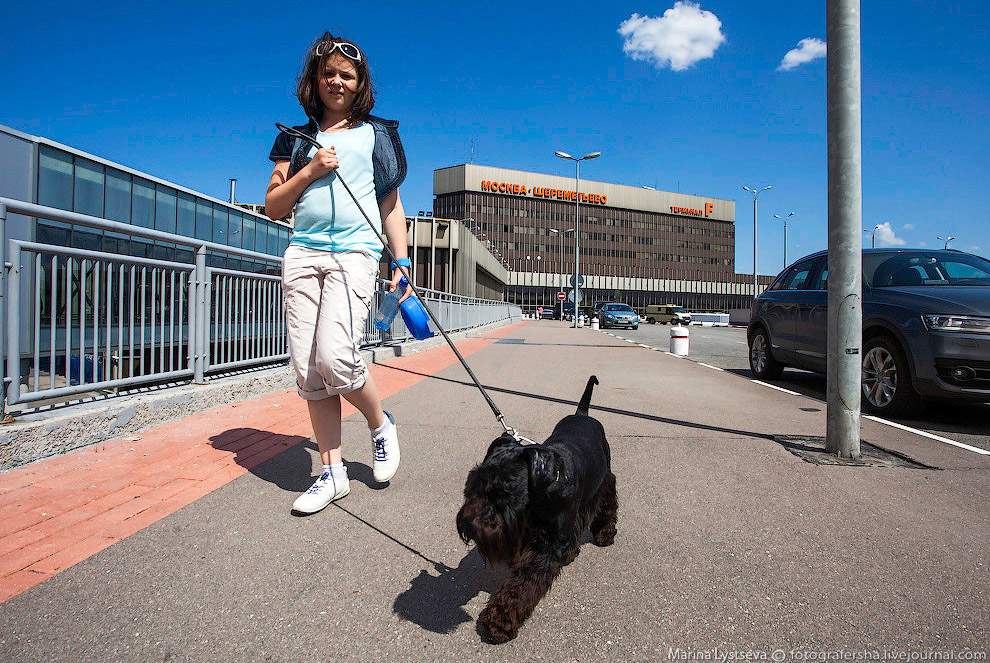 Познавательно: перевозка животных в самолете