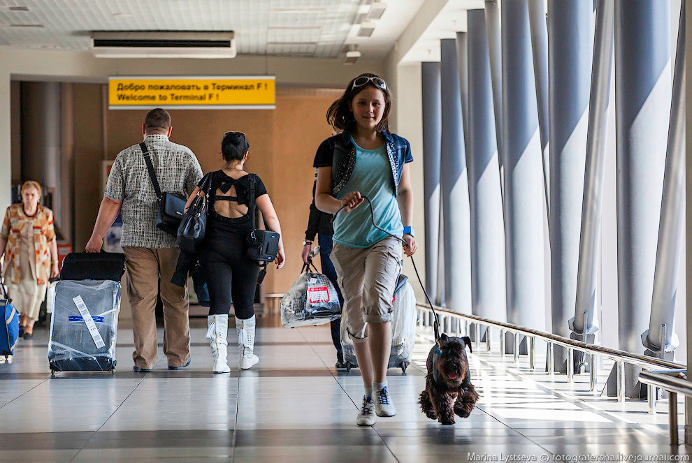 Познавательно: перевозка животных в самолете