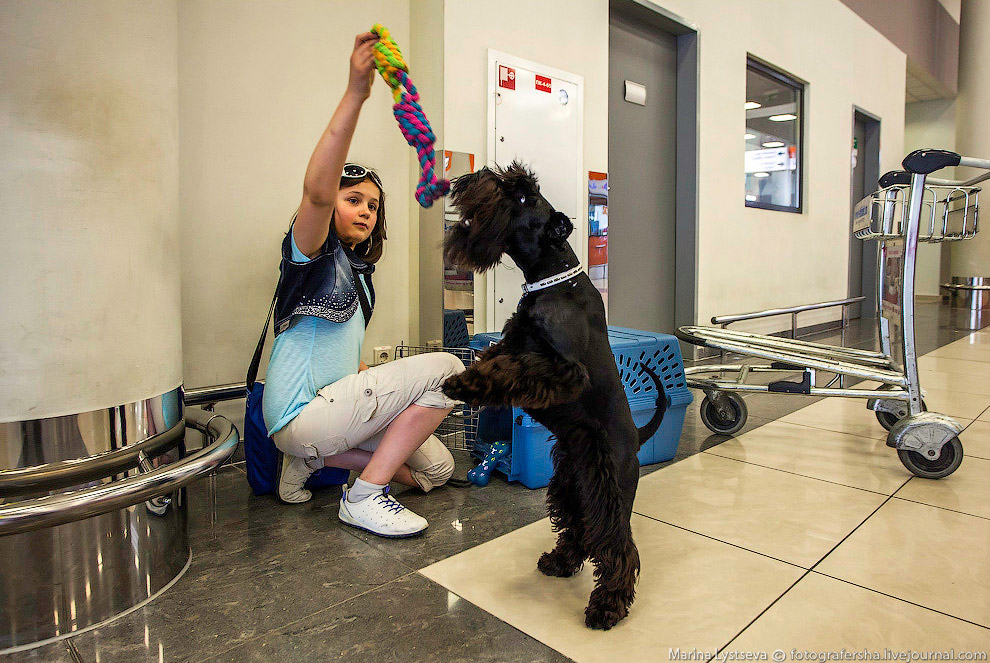 Познавательно: перевозка животных в самолете