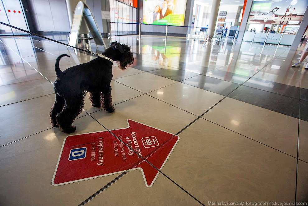 Познавательно: перевозка животных в самолете