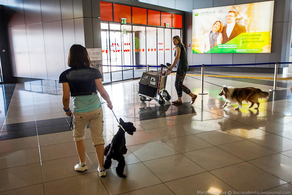 Познавательно: перевозка животных в самолете